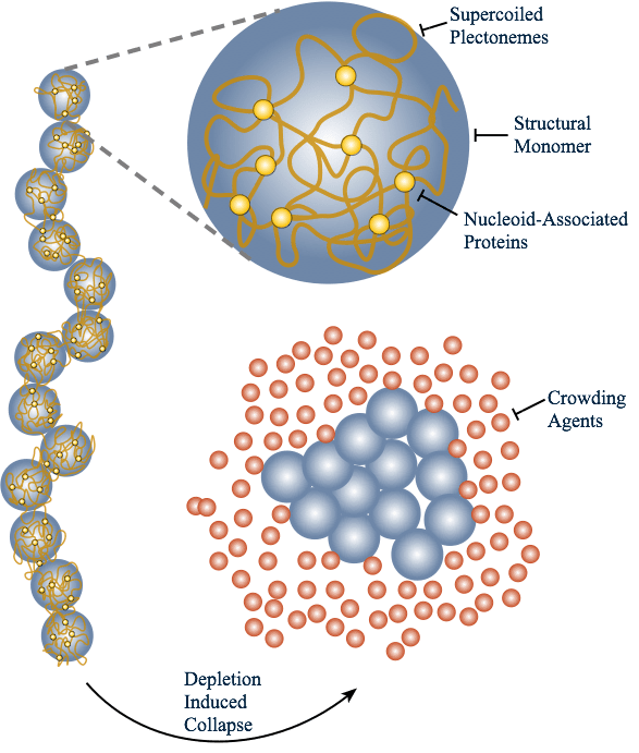 chromosomeCollapse
