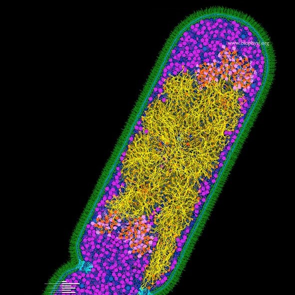 Entropic Collapse of Coarse-Grained Chromosomes – Shendruk Research